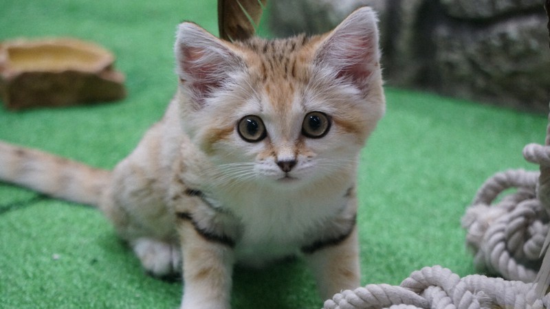 Амира, котенок барханной кошки из зоопарка «Царство животных Насу»