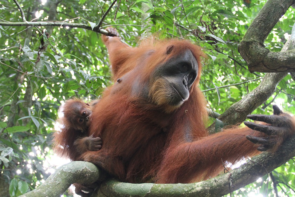 В зоопарке США родился детеныш вымирающего вида орангутана