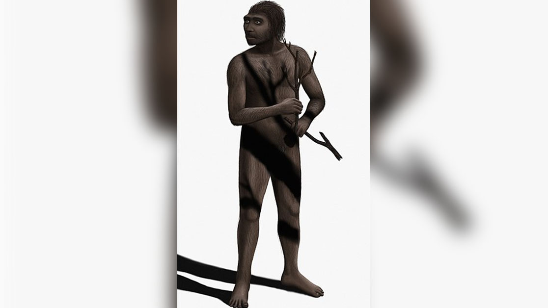 Реконструкция внешнего вида Homo erectus - Человек прямоходящий