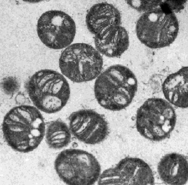 Бактерии Methylococcus capsulatus, питающиеся метаном
