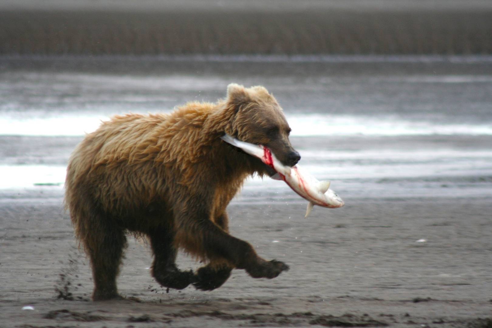 Медведи тоже ловят рыбу