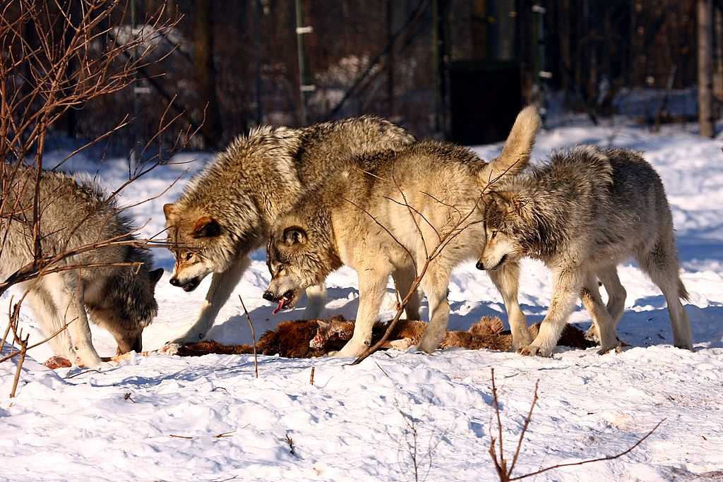 Волки, сражающиеся за тушу