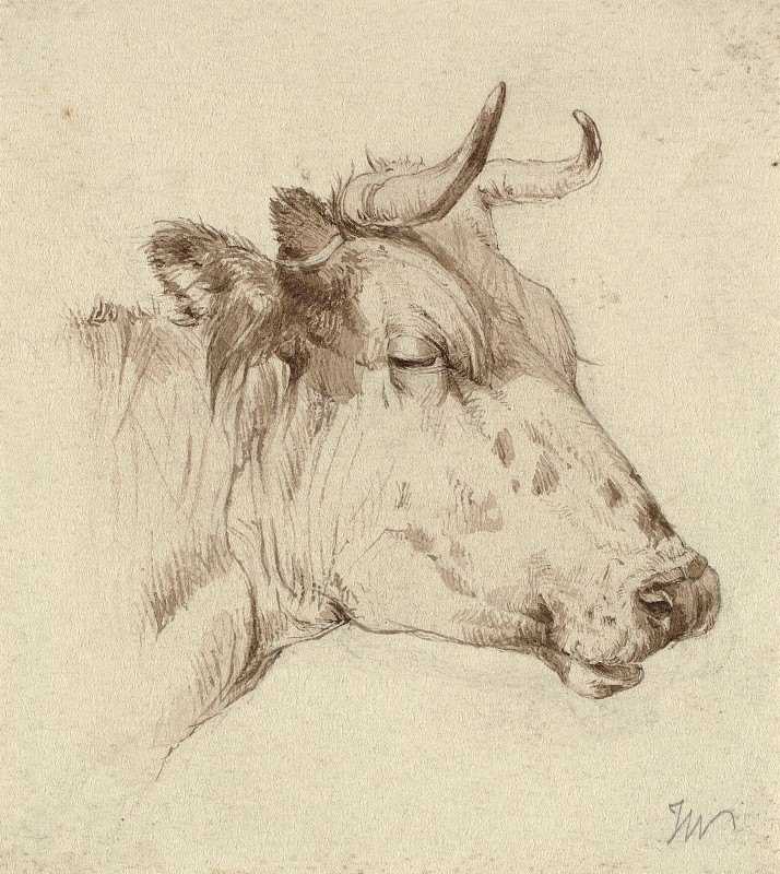 Голова коровы (1800-1899), неизвестный художник
