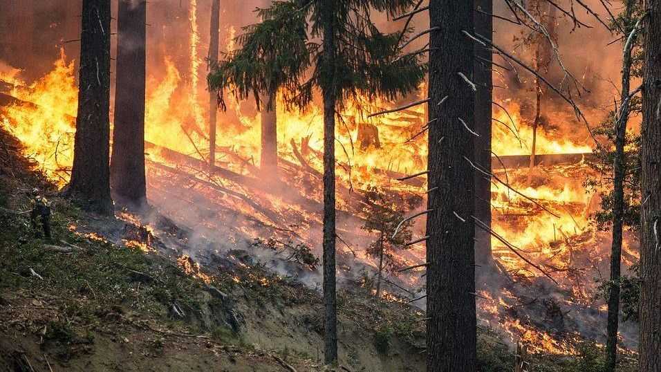 лесной пожар