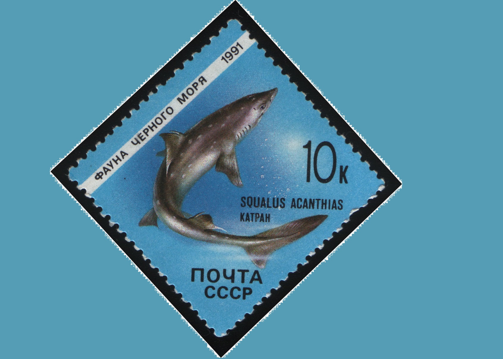 акула Катран (Squalus acanthias),