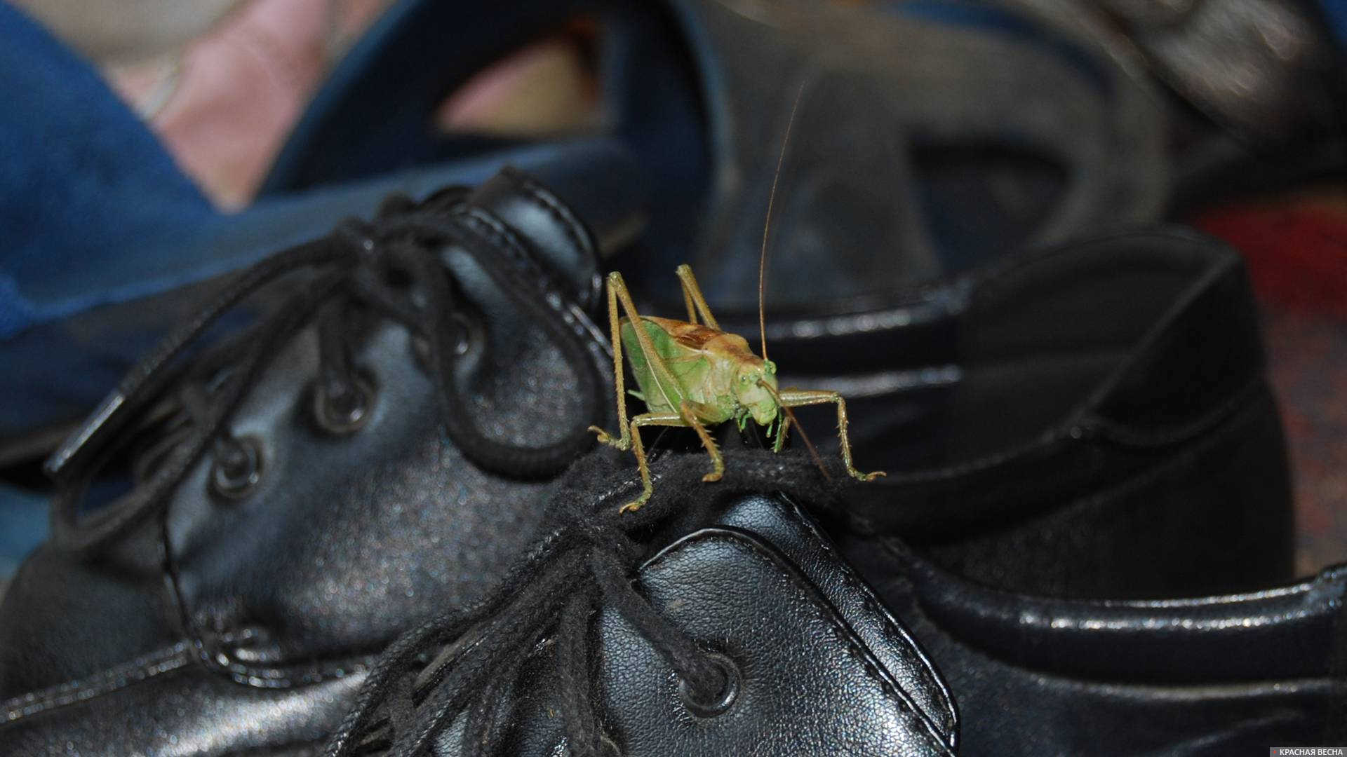В Белоруссии от пандемии больше всего пострадала кожевенно-обувная ...
