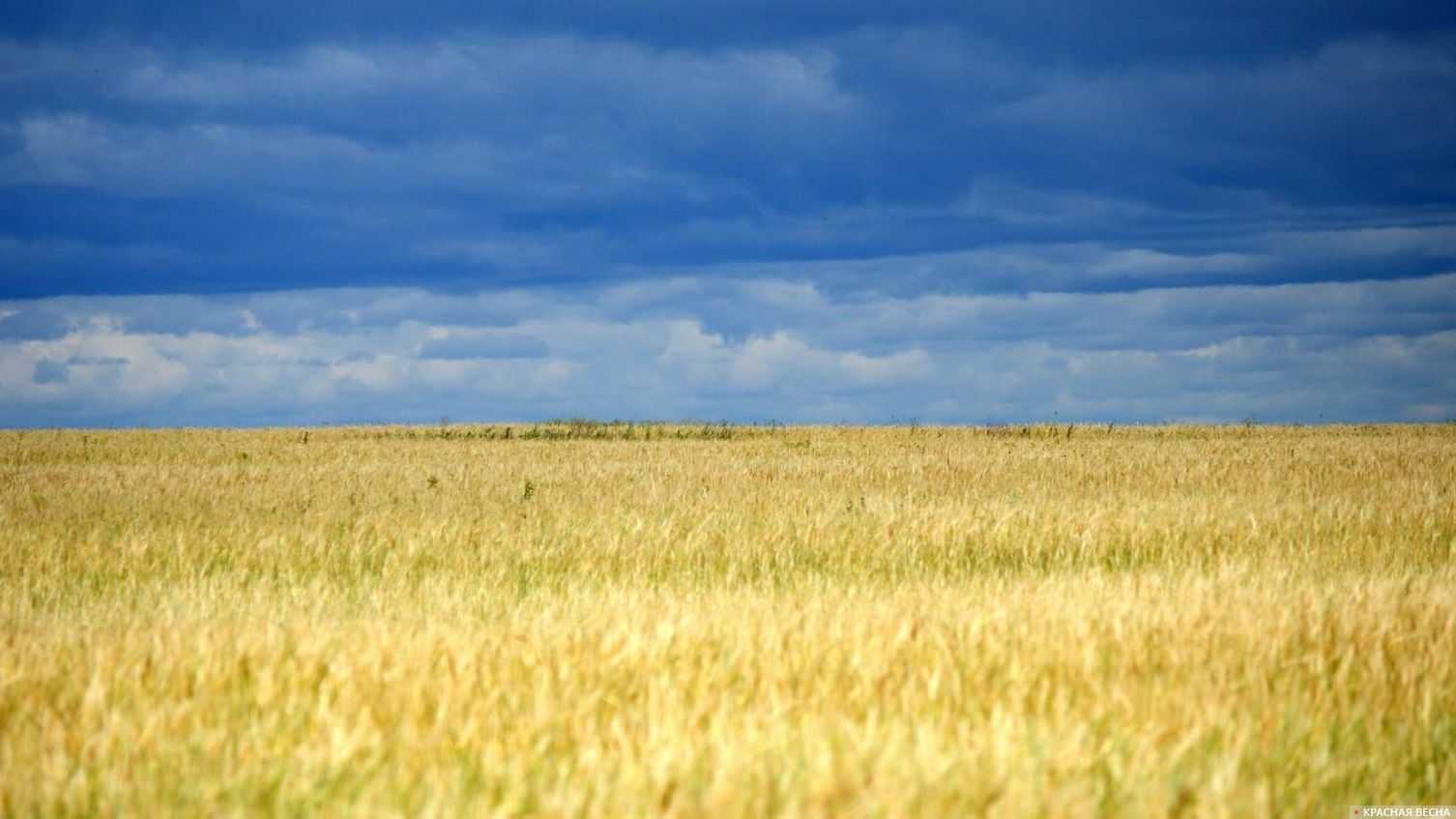 Пшеничное поле Липецкая область