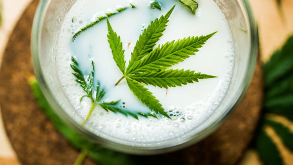 Молоко из листьев конопли от наркотиков худеют