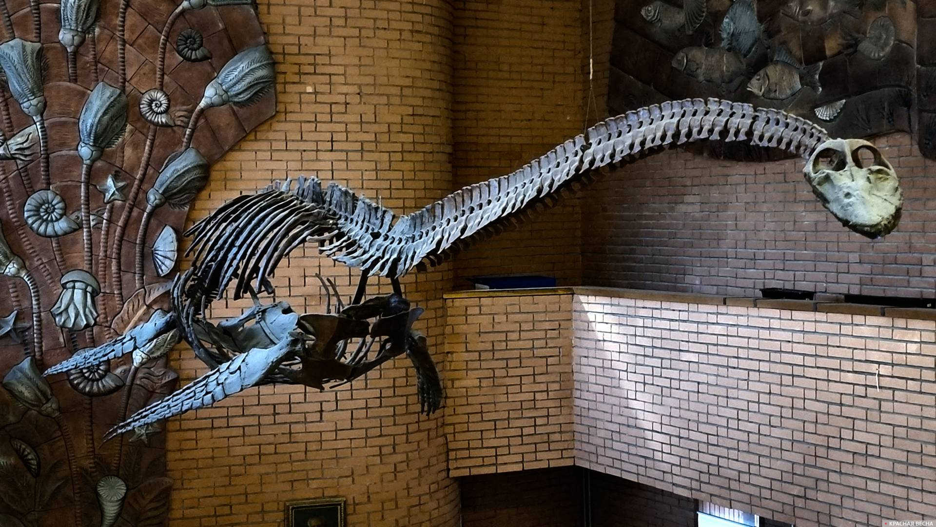 Ископаемый динозавр. Музей палеонтологии им. Орлова