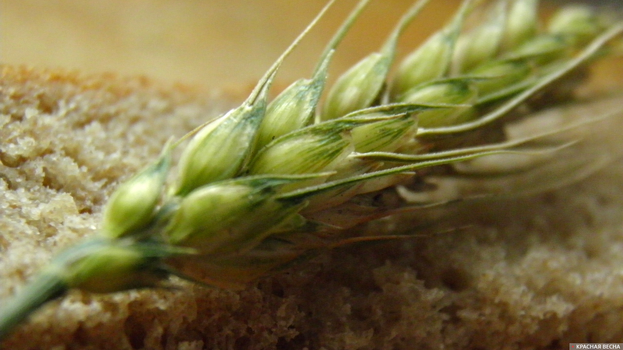 Хлеборобы Туркмении завершили сев озимой пшеницы