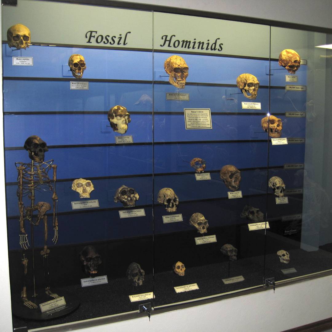 Копии черепов гоминид в Музее остеологии. Оклахома-Сити