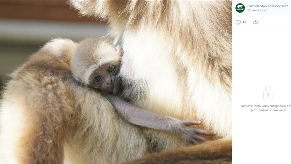 Фотография новорожденного детеныша гиббона со страницы Ленинградского зоопарка в социальной сети ВКонтакте
