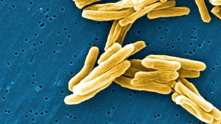 Туберкулез, бактерии