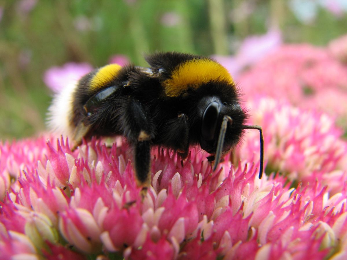 Шмель Bombus terrestris