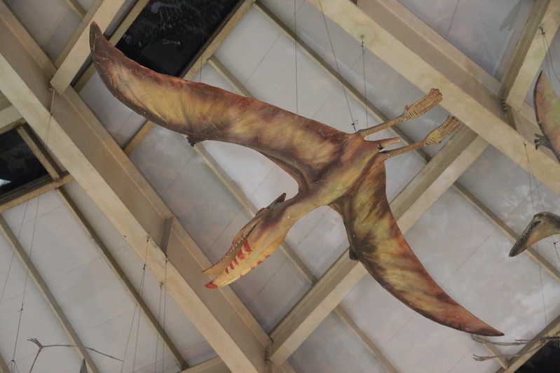 Птерозавр. Хэнаньский геологический музей, Чжэнчжоу, Китай