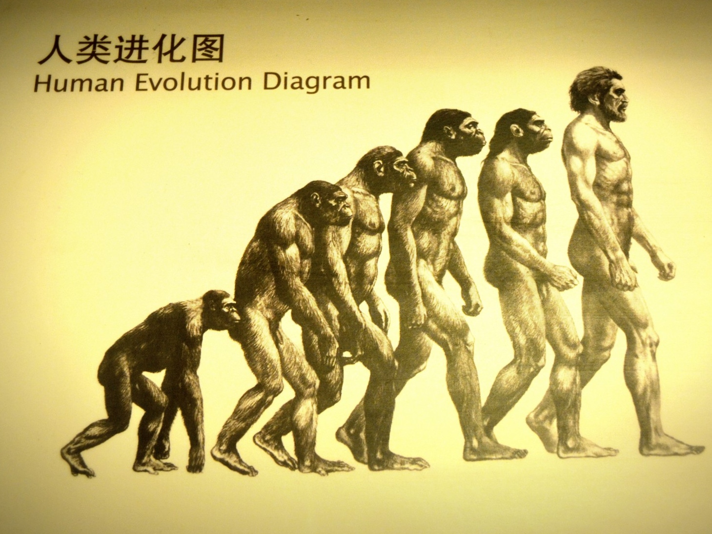 Схема эволюции человека