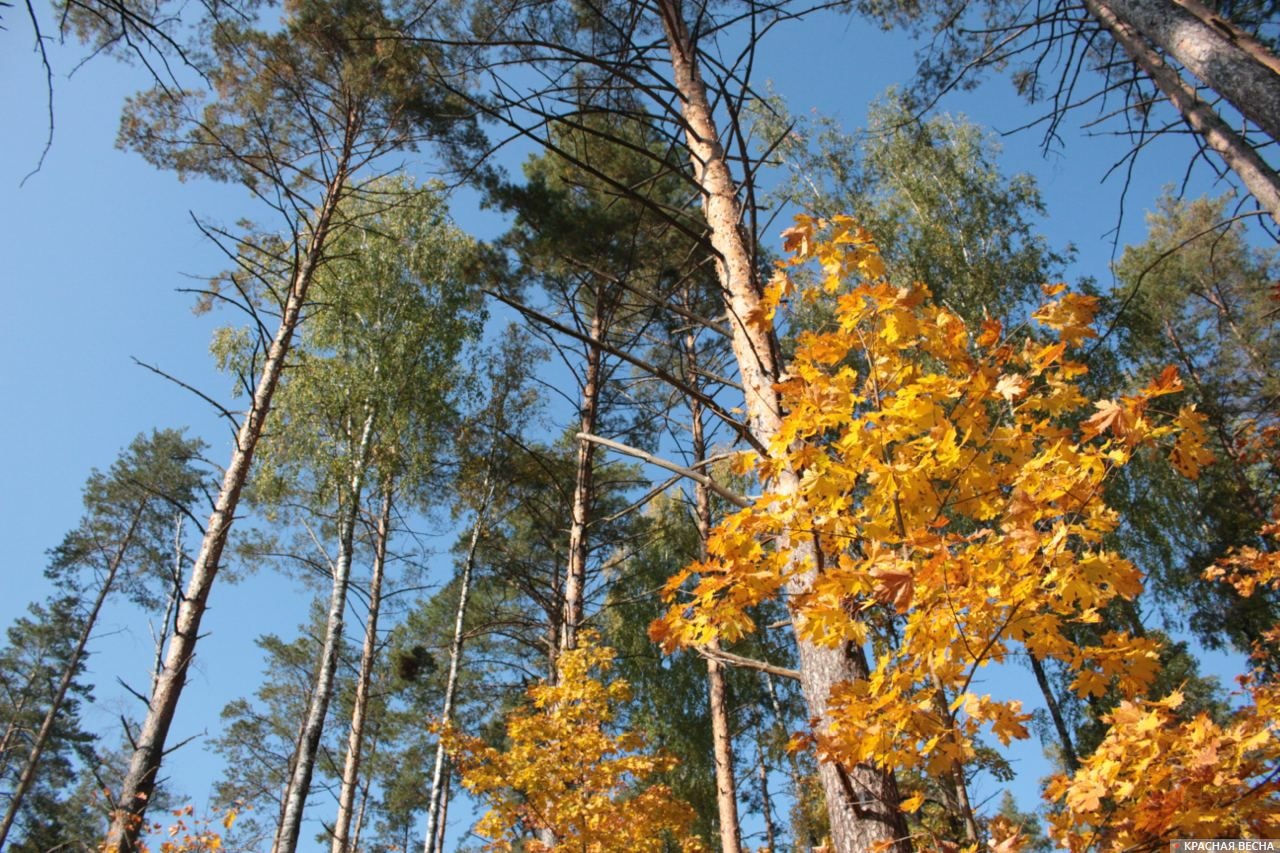 Золотая осень в Фокинском лесничестве Брянской области