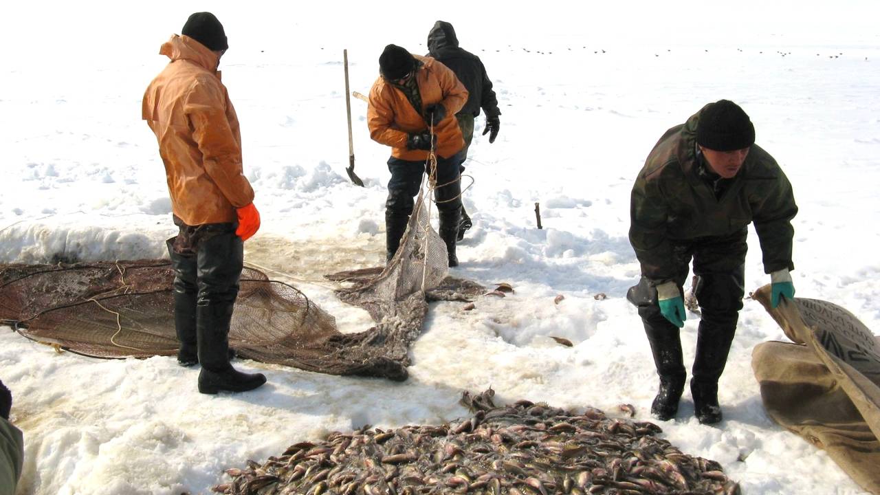 Рыбный промысел на Ямале
