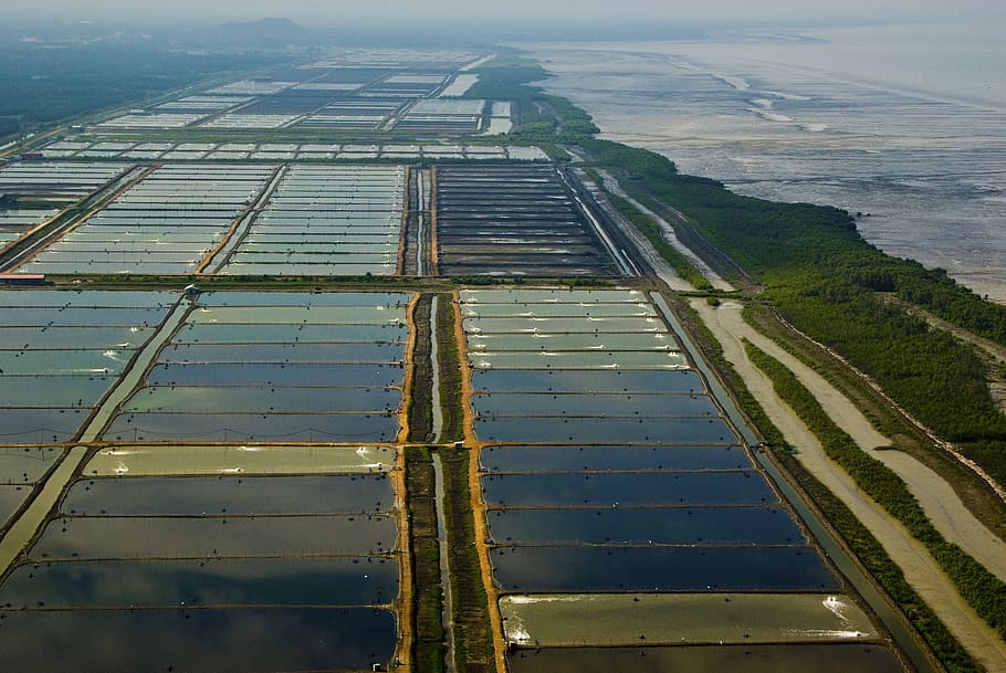 Креветочная ферма в Китае