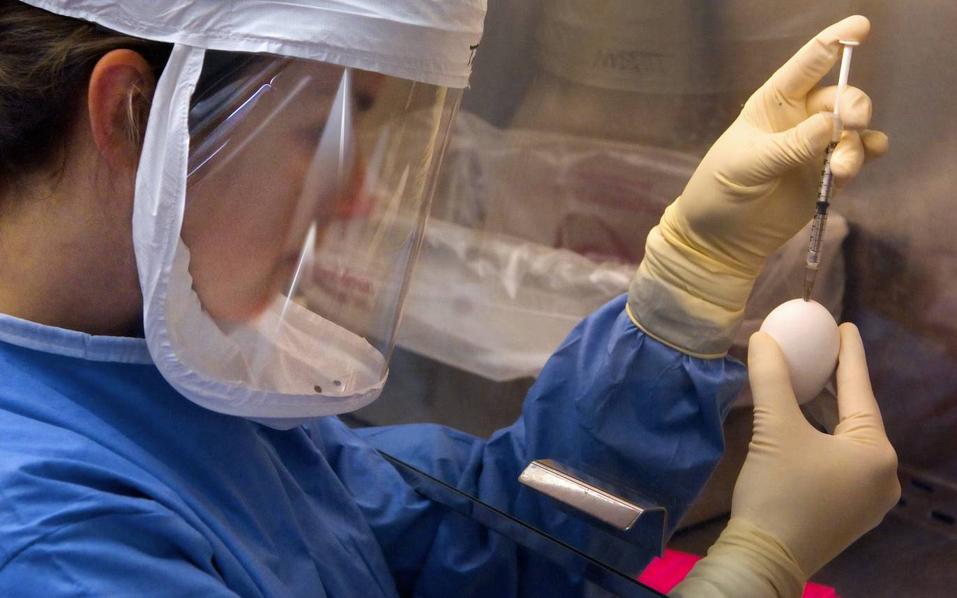Лабораторная диагностика вируса птичьего гриппа