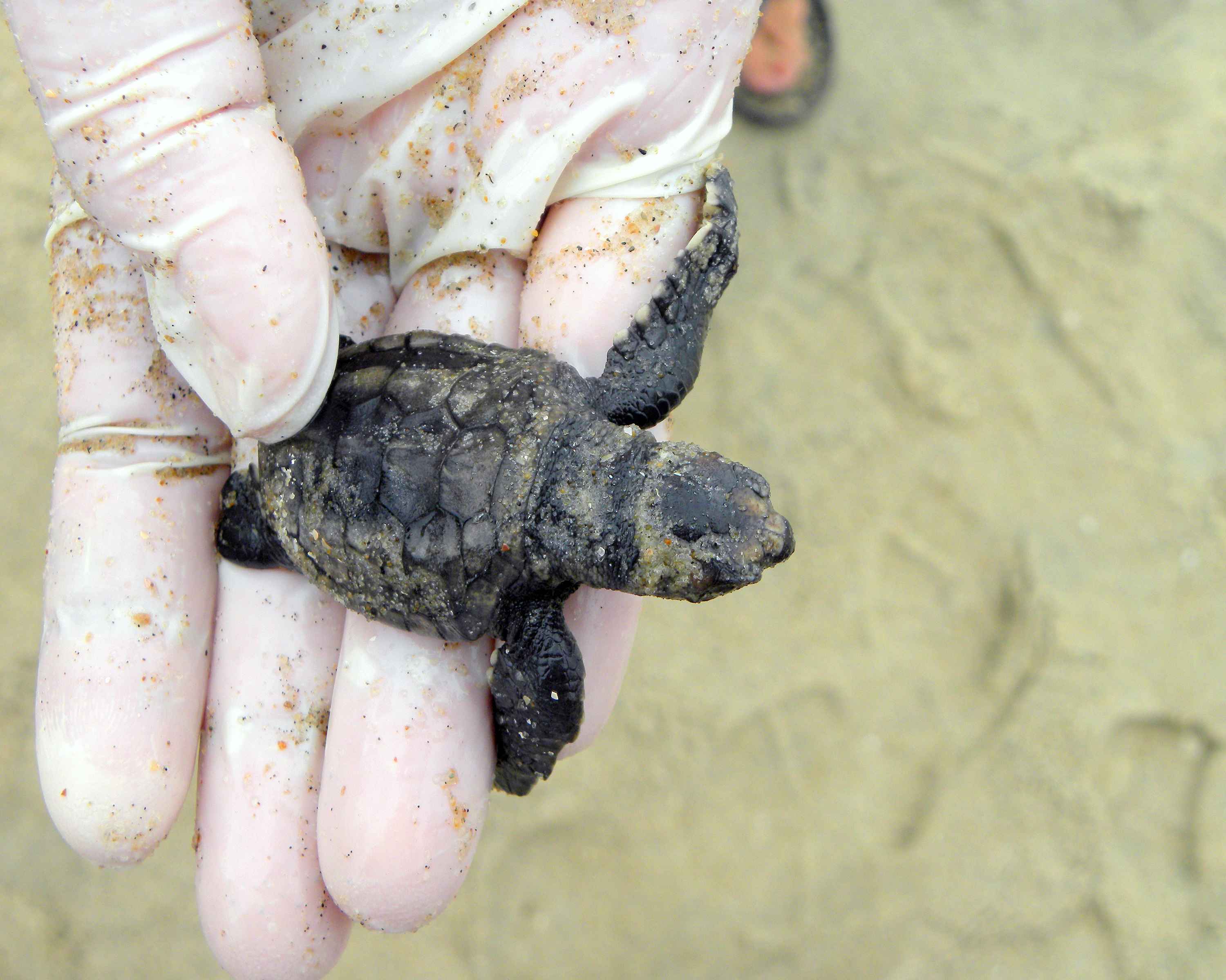 Детеныш морской головастой черепахи