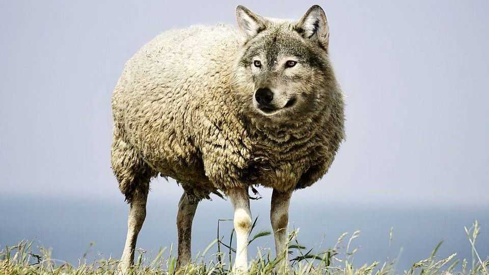 Волк в овечьей шкуре