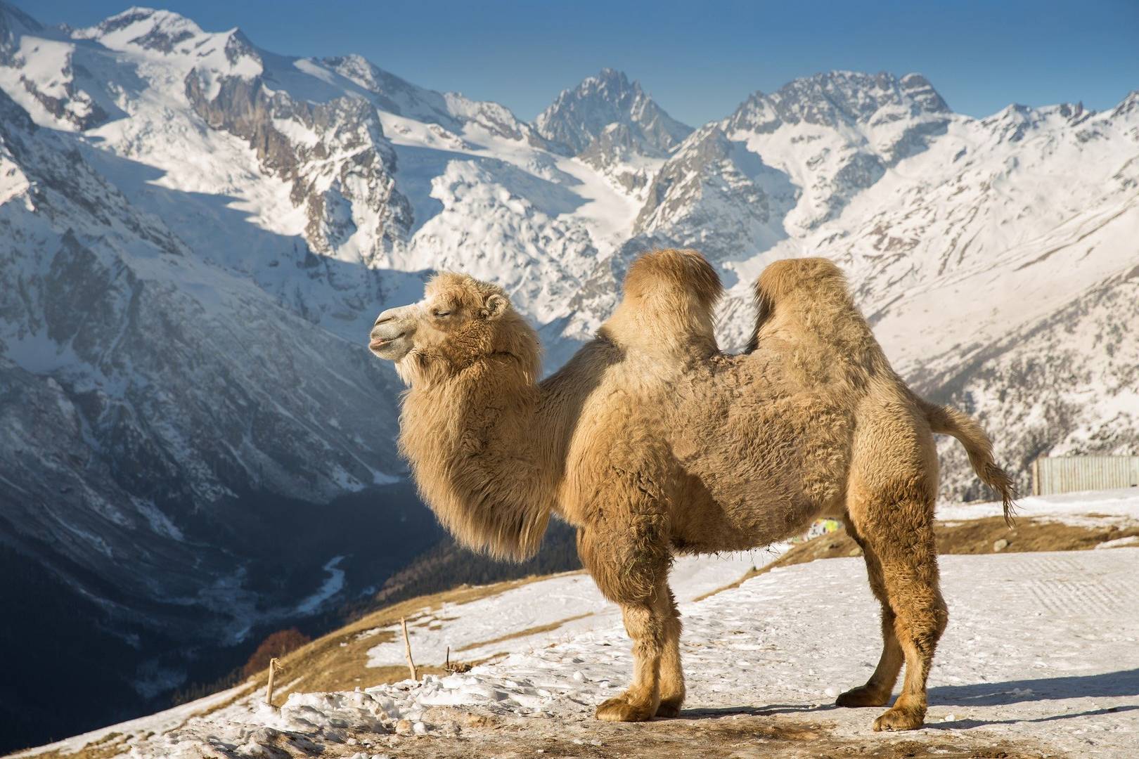 В Туркмении планируют нарастить производство одеял из верблюжьей шерсти
