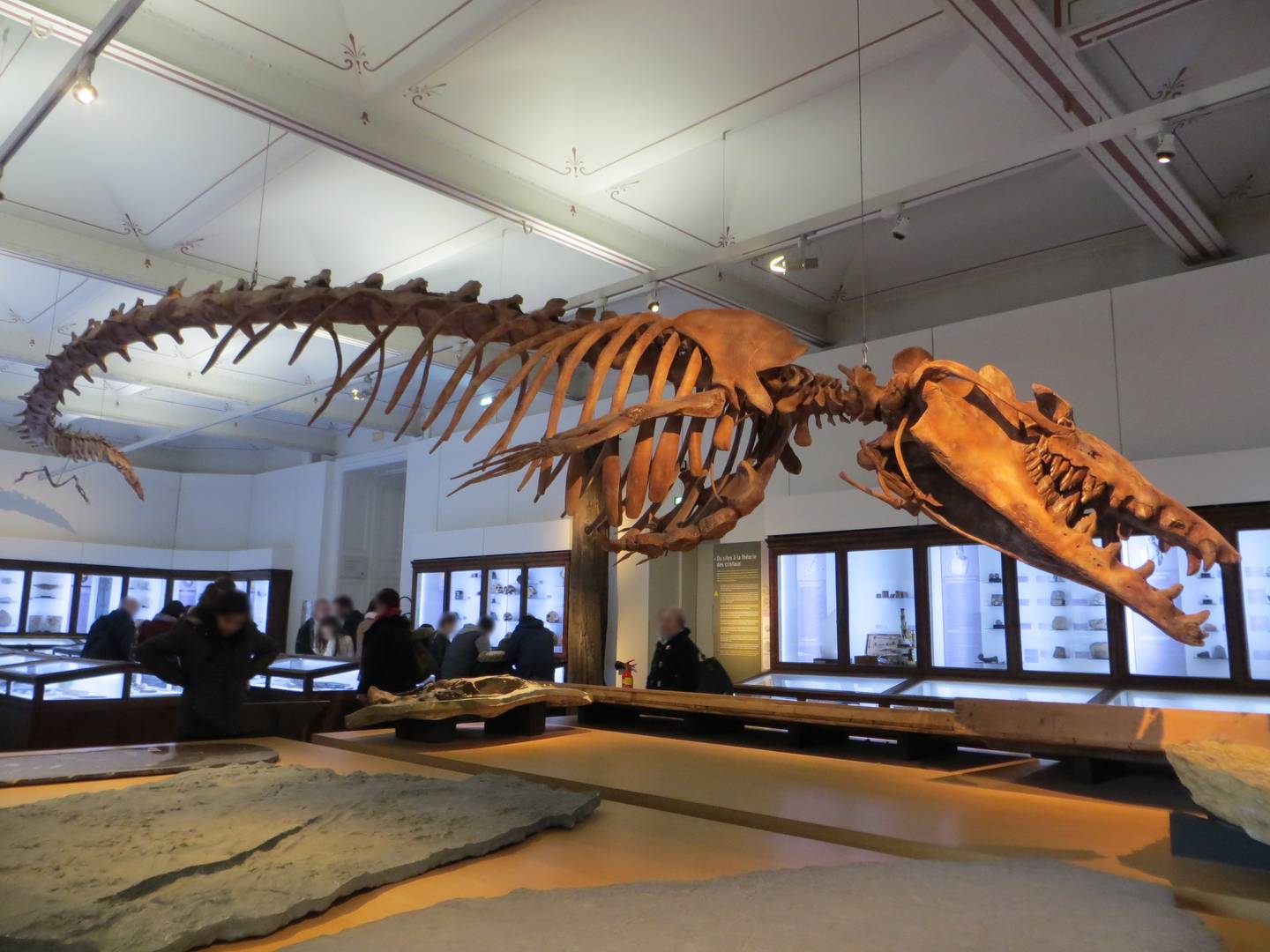 Базилозавр. Естественно-исторический музей Нанта, Франция