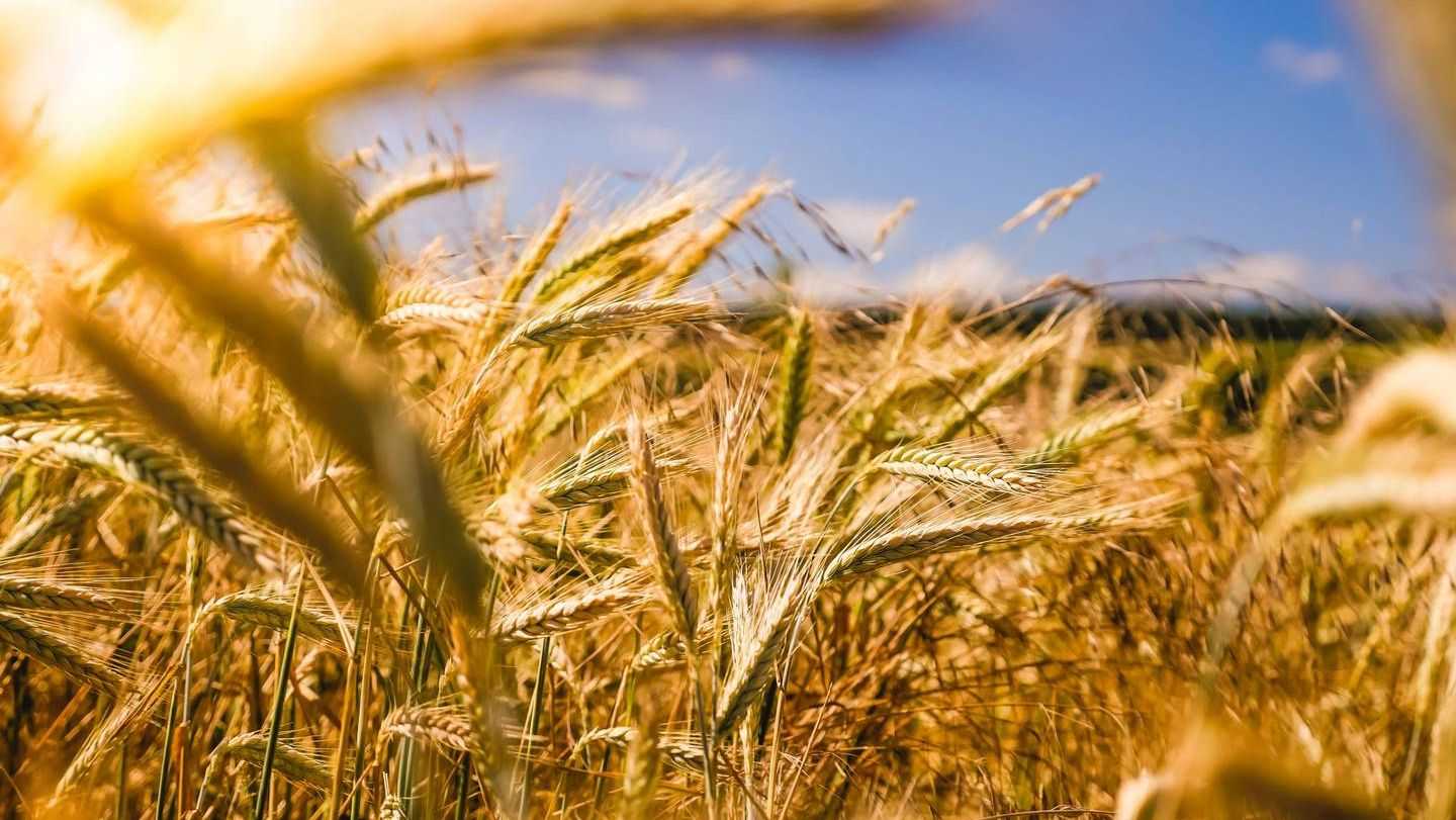 Новые предложения по возобновлению зерновой сделки подготовили ООН и Турция