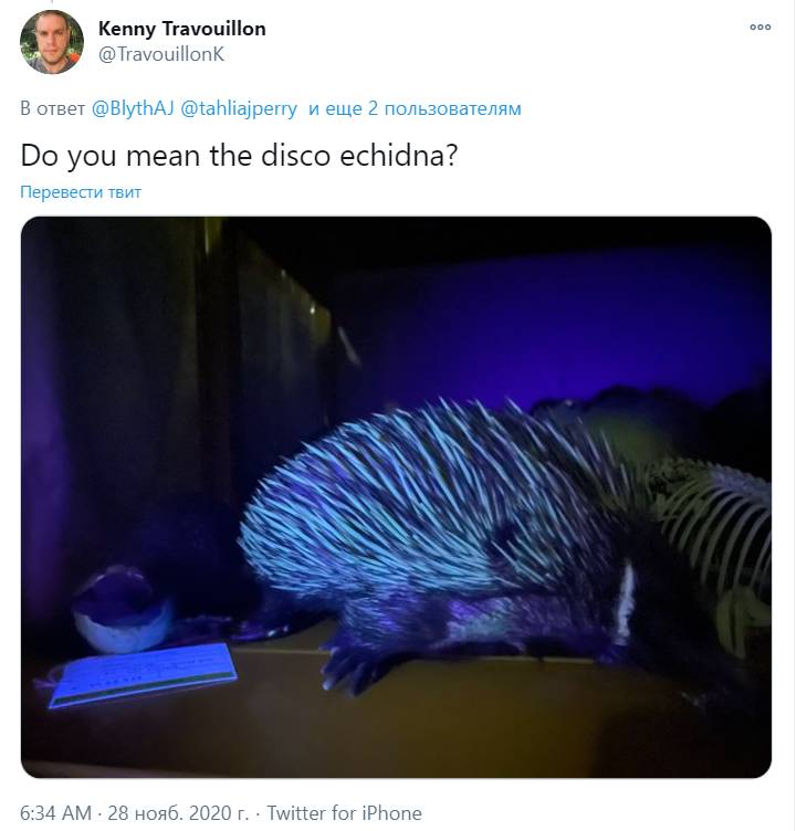 Скриншот страницы Кенни Травуйона в соцсети Twitter с ехидной, освещенной ультрафиолетовым фонариком