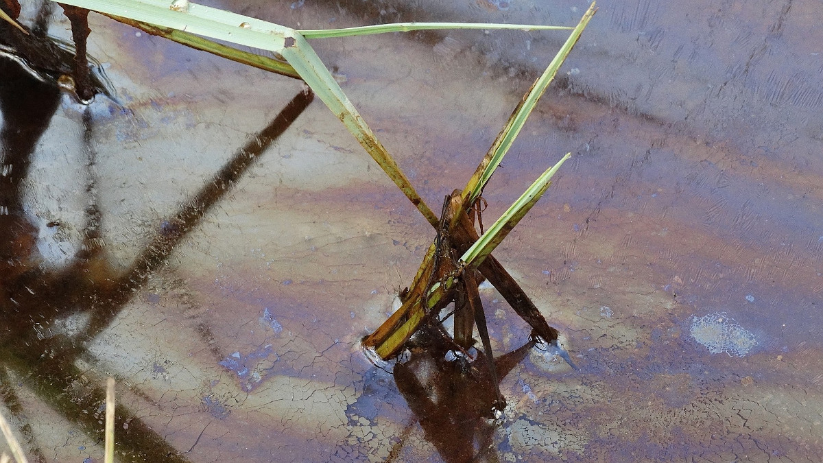 Масленичное пятно