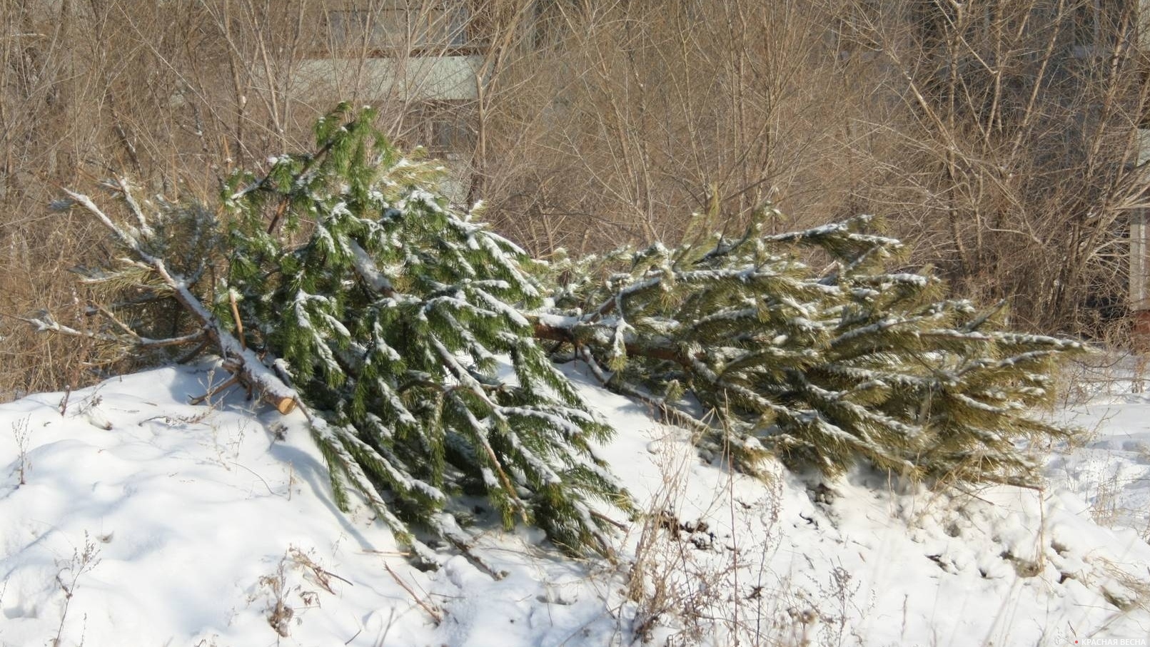 Выброшенные елки