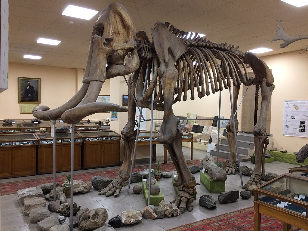 Скелет степного мамонта в палеонтологическом музее