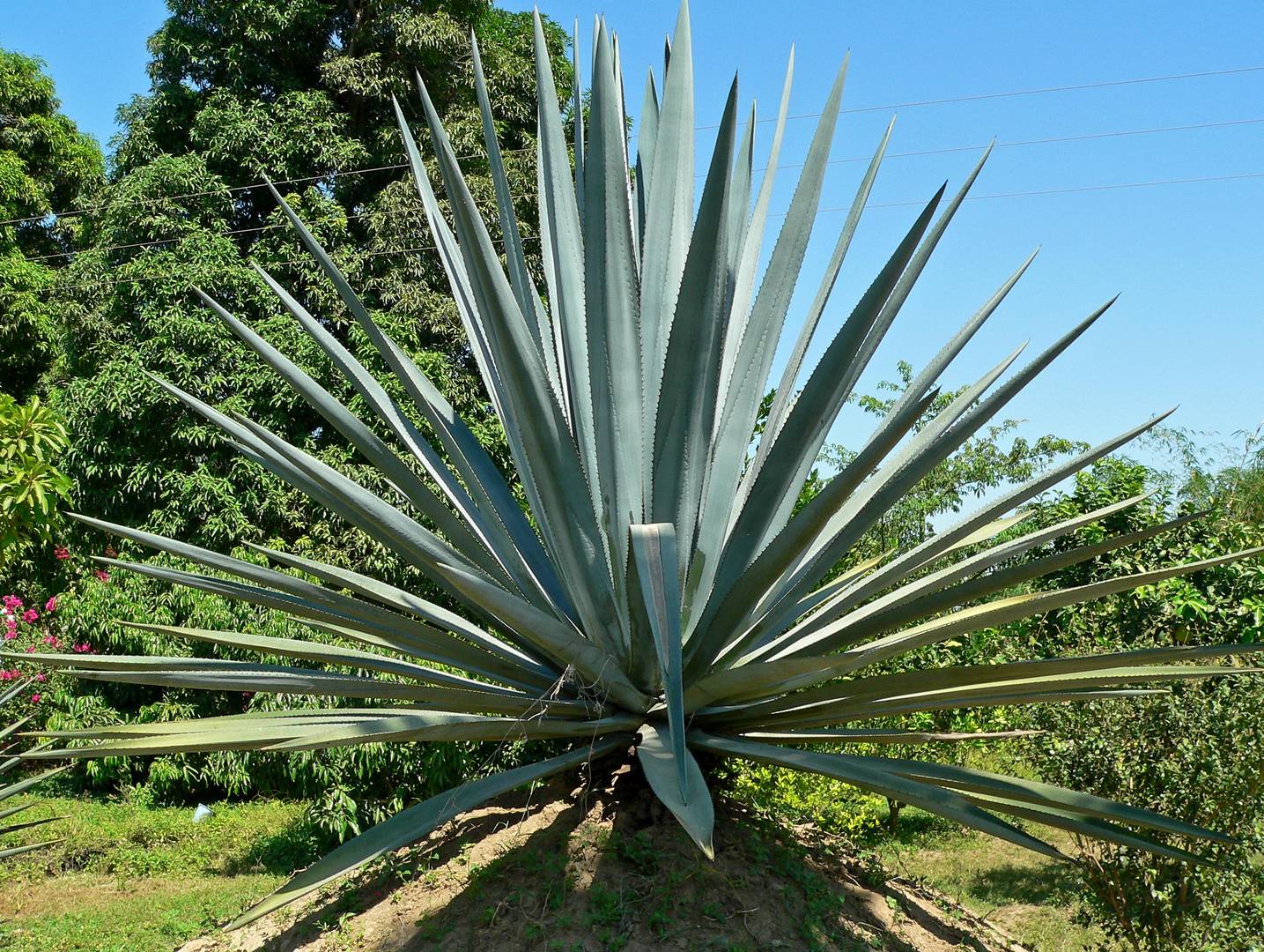 Растительность мексики