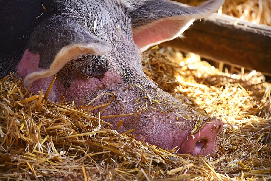 Опорос свиней: подготовка к опоросу, опорос, уход за свиньей и поросятами после опороса