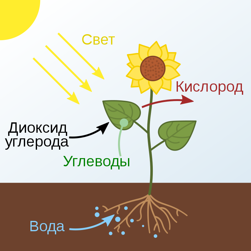 Схематическое изображение процесса фотосинтеза, происходящего в растениях