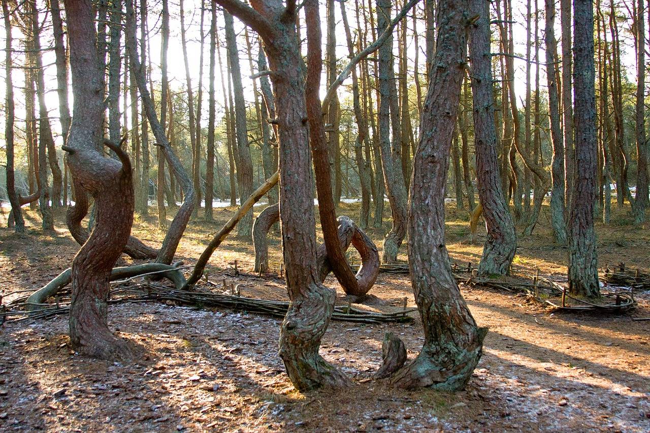 Танцующий лес. Куршская коса