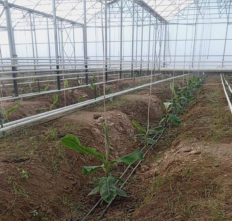 Тепличный комплекс для выращивания бананов в Казахстане