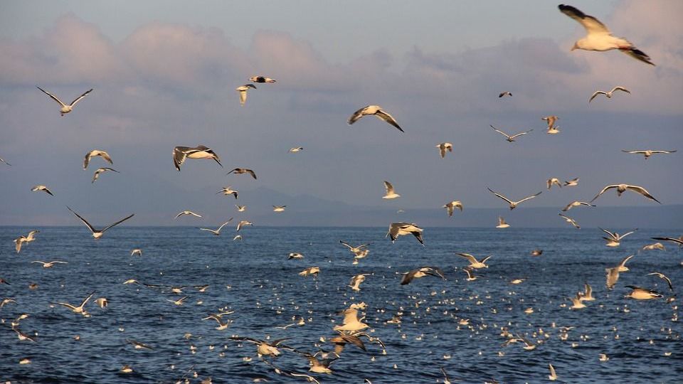 Чайки на Курилах