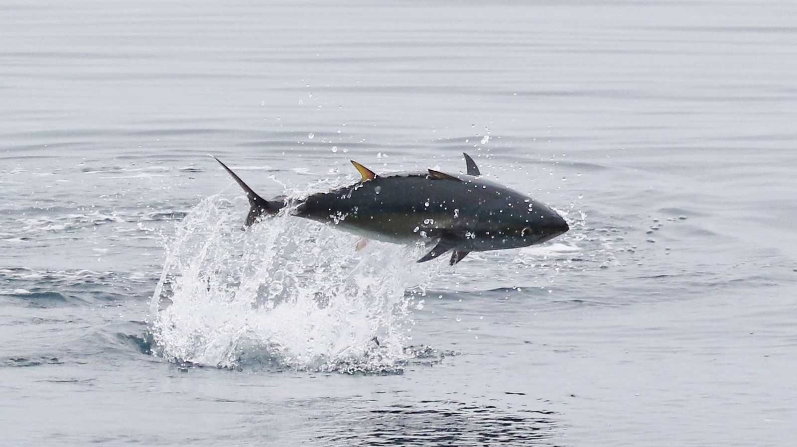 Тихоокеанский голубой тунец