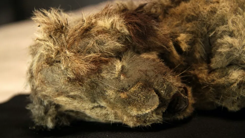 Мумия пещерного львенка, найденная в Якутии