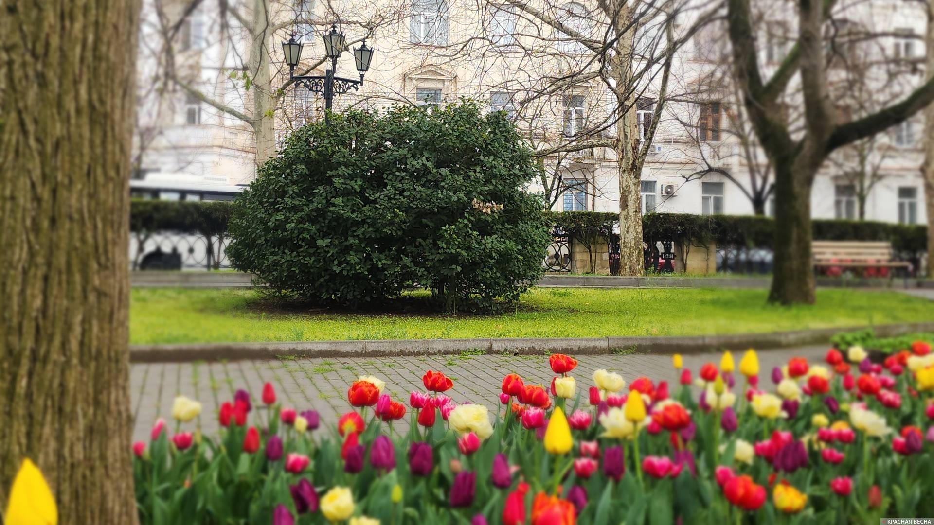 Тюльпаны на Приморском бульваре. Севастополь 
