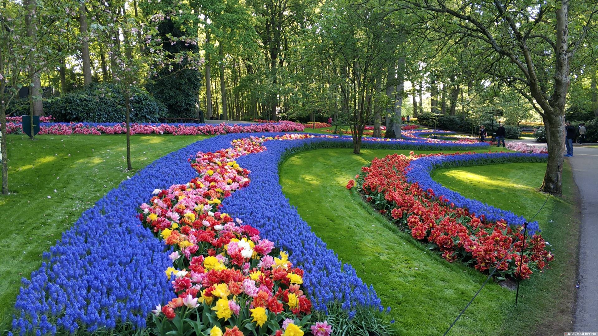 Голландия сад Кюкенкоф цветы