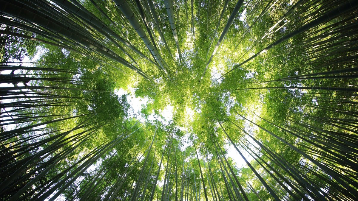бамбуковый лес