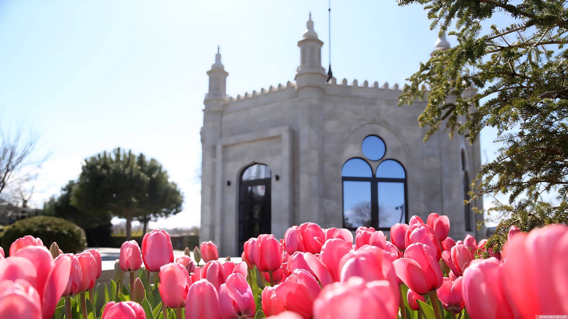 Тюльпаны на Матросском бульваре. Севастополь 