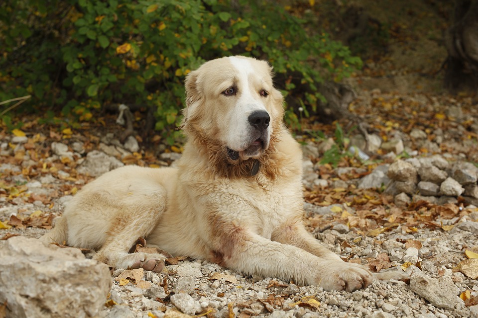 Собака породы туркменский алабай