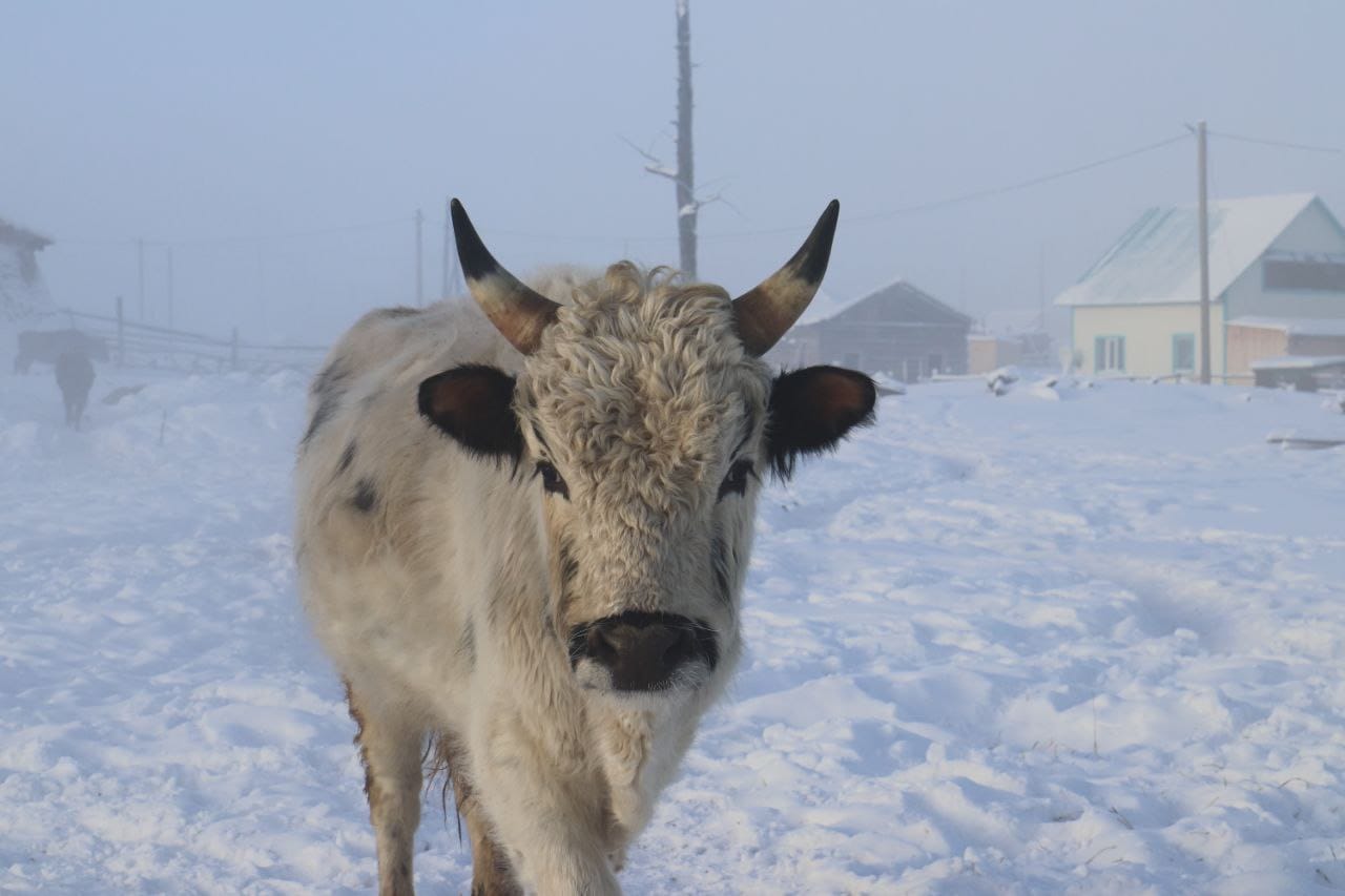 В Якутии увеличилось поголовье КРС якутской породы