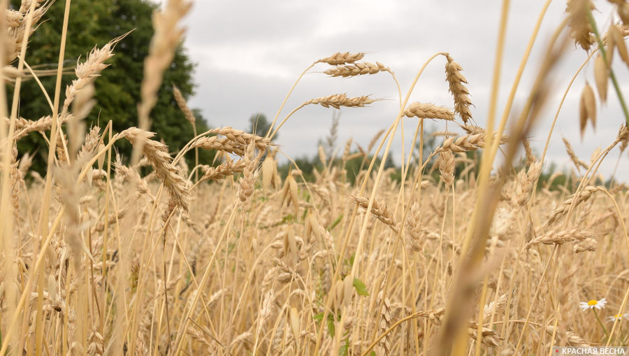 Ваза с колосьями пшеницы в интерьере