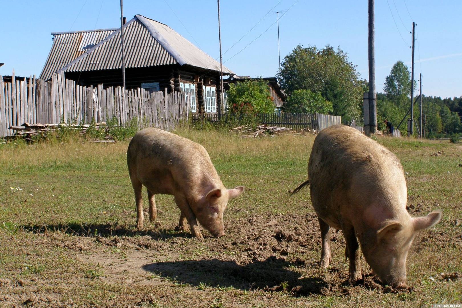 Свиньи в деревне на высшем уровне благополучия — свободном выпасе