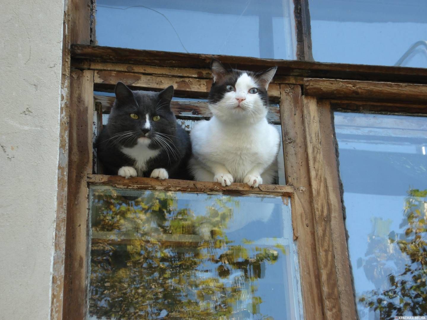 Два кота сидят в форточке и смотрят на улицу